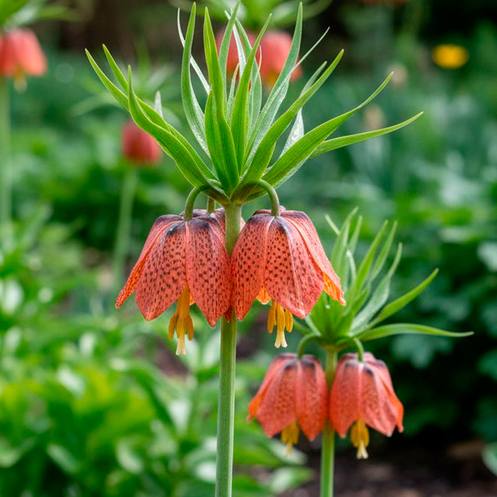 Рябчик императорский в саду